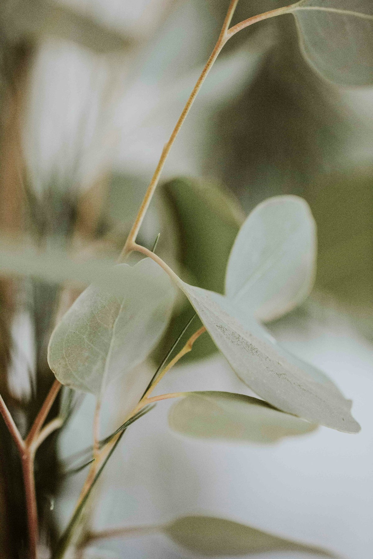 Eucalyptus leaves in soft light